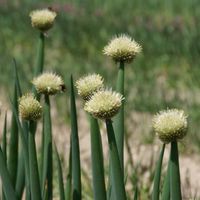 Allium fistulosum Photo: Nijssen